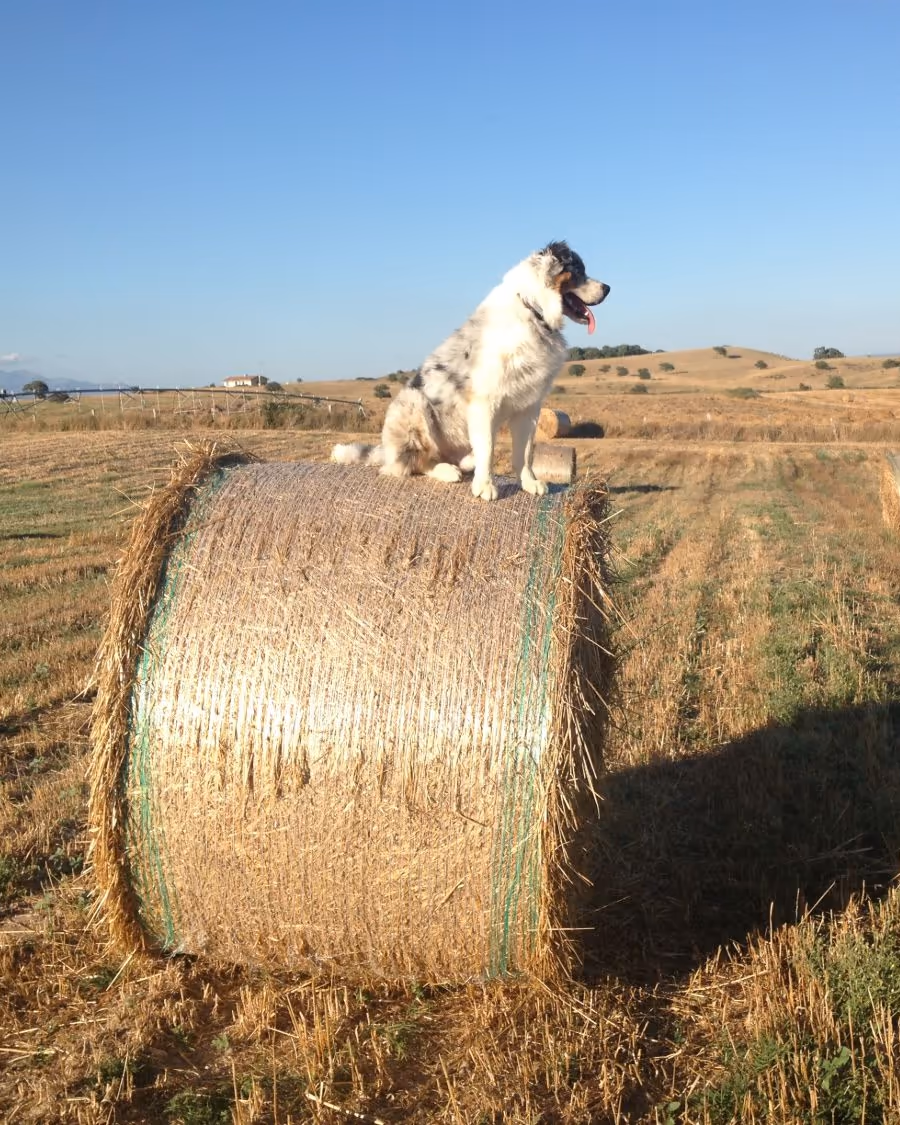 Unser Hund sitzt auf einem Heuballen im Feld