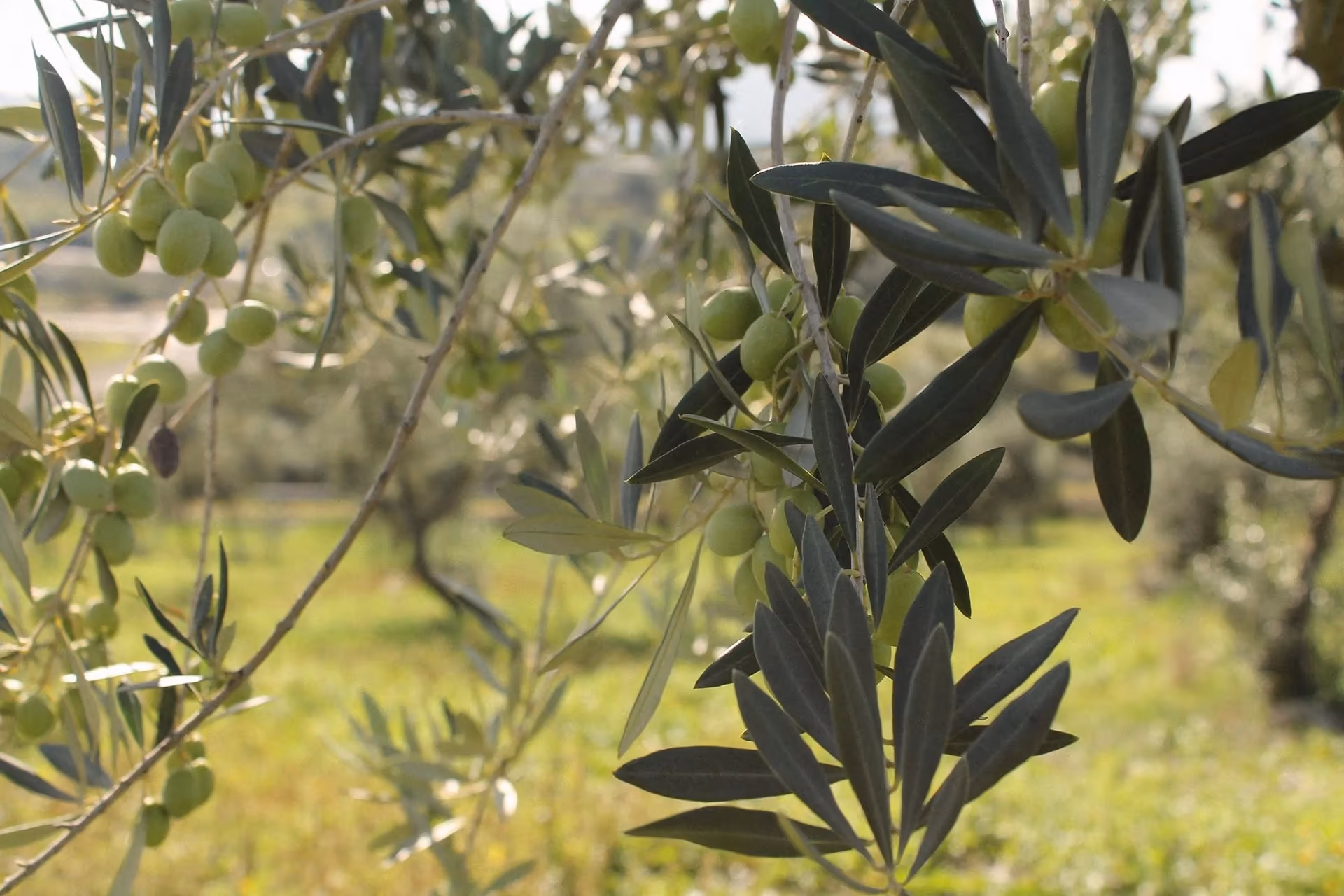 Olivenbäume der Tenute Agricole Pericu, Ozieri, Logudoro