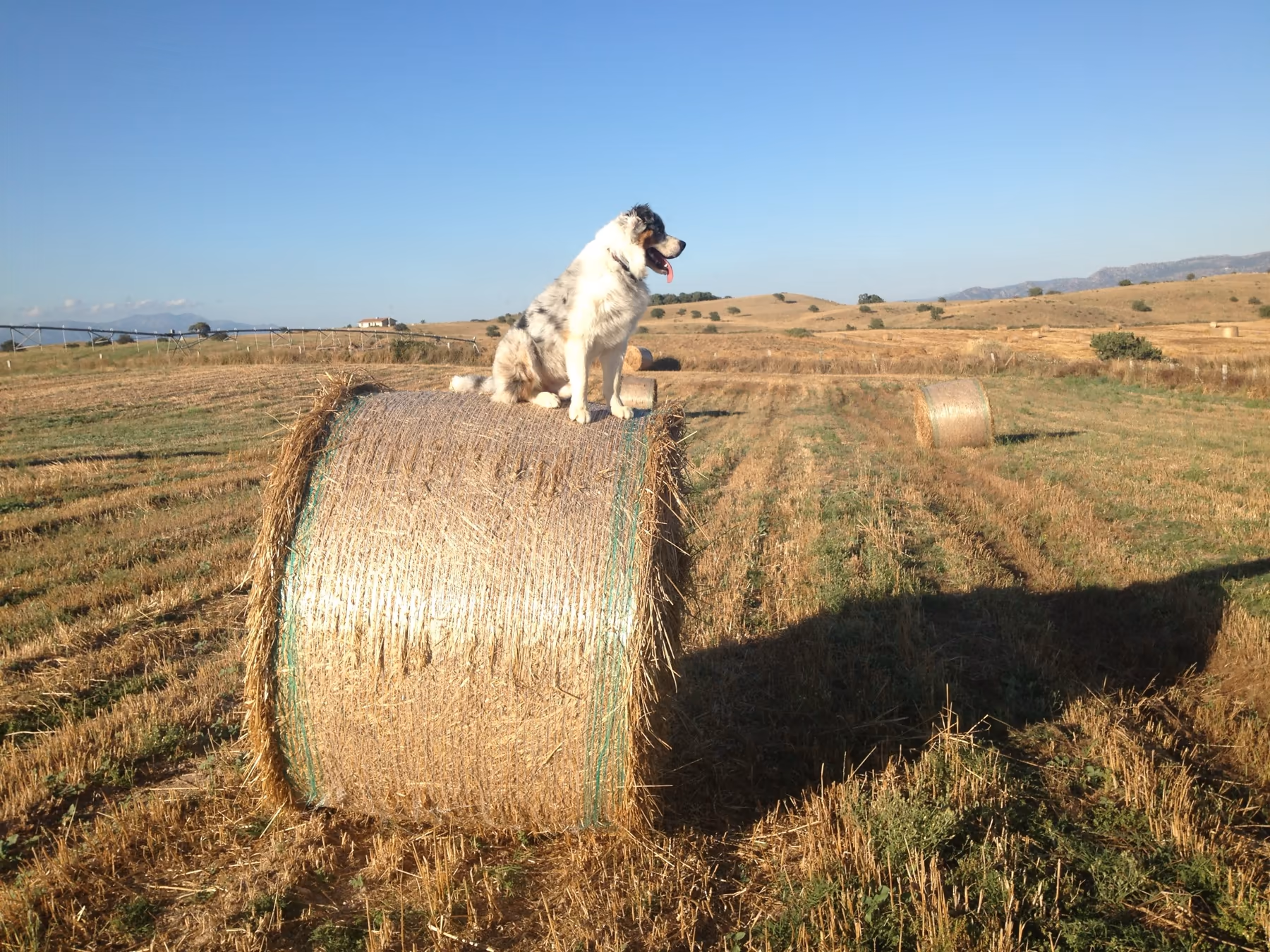 Il cane seduto su una balla di fieno nel campo