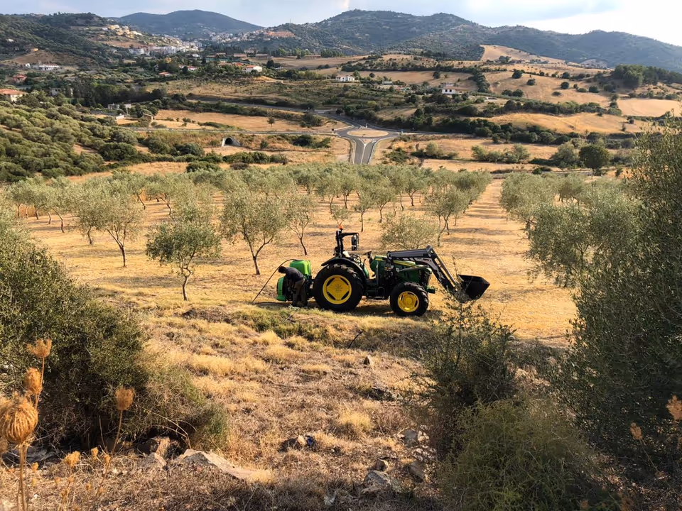 Der Traktor bei der Arbeit im Olivenhain, im Hintergrund Ozieri