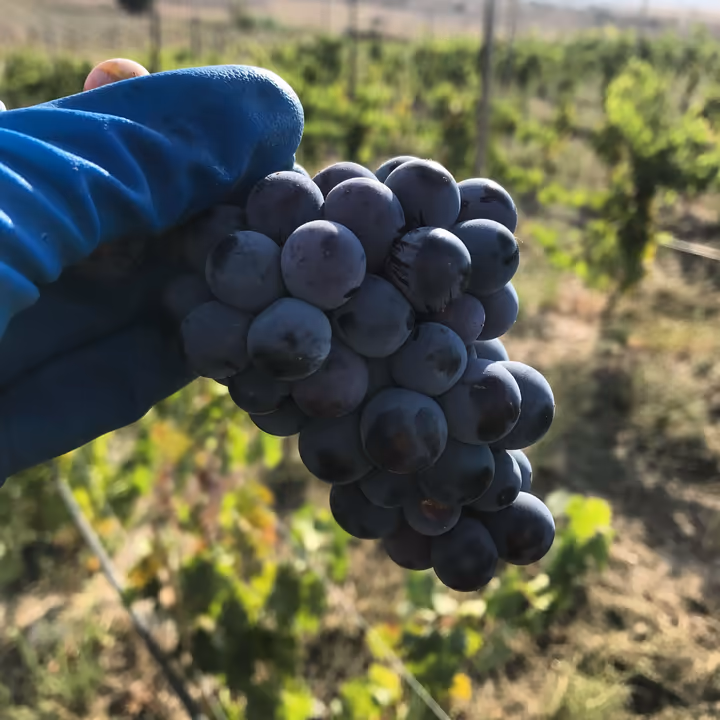 Eine frisch geerntete Traube dunkler Beeren im Weinberg
